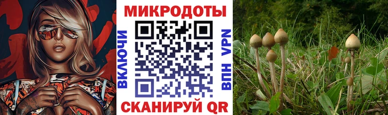 Псилоцибиновые грибы Cubensis  Серов 